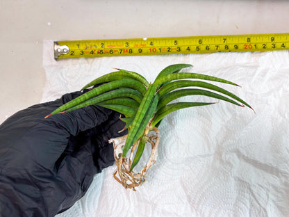 Sansevieria Black Bison (1) (cj3) | Rare House Plant