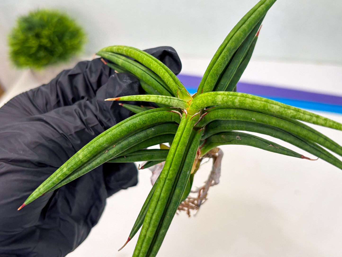 Sansevieria Black Bison (1) (cj3) | Rare House Plant