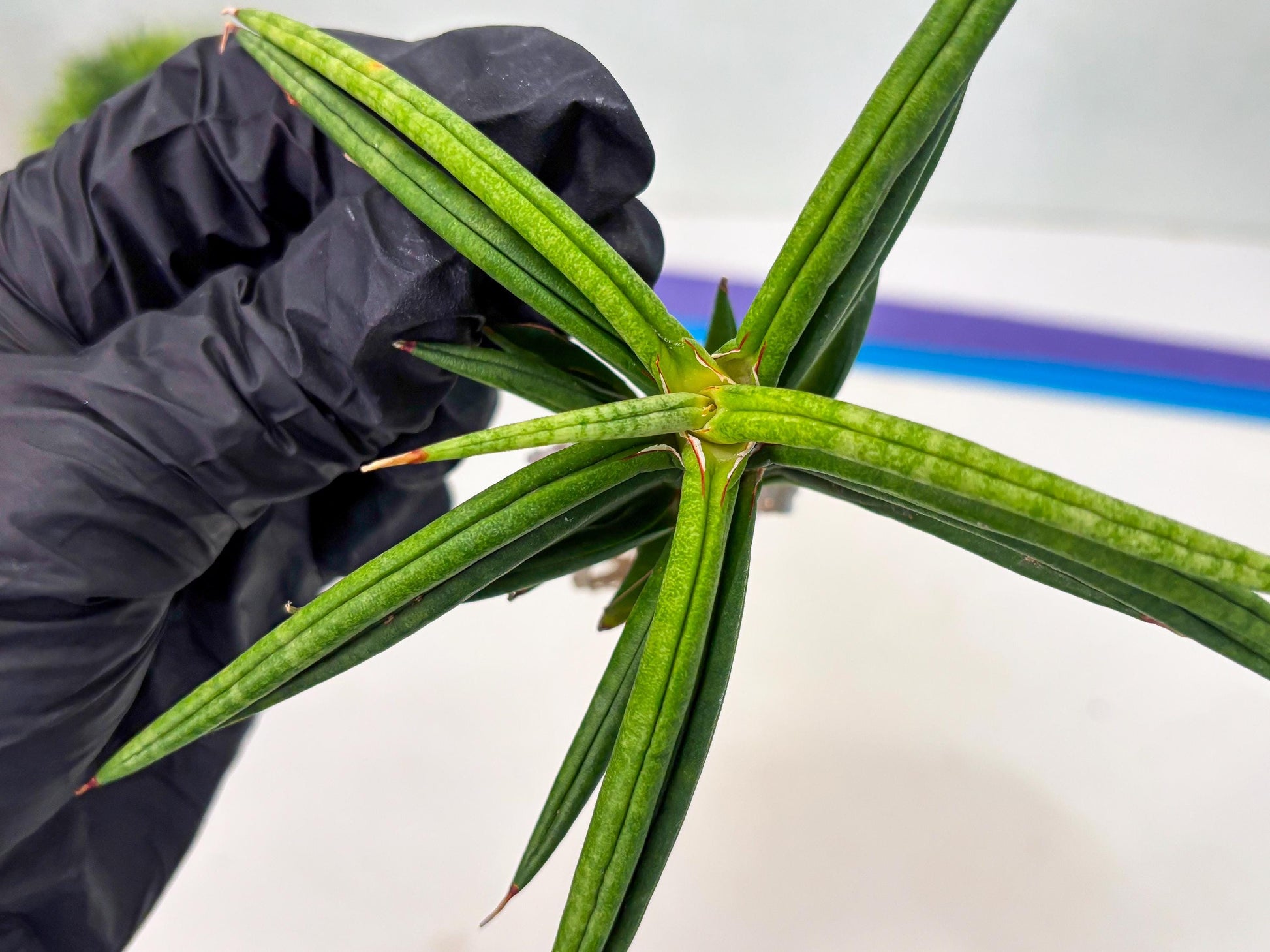 Sansevieria Black Bison (1) (cj3) | Rare House Plant