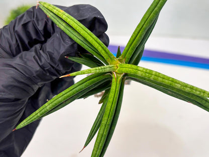 Sansevieria Black Bison (1) (cj3) | Rare House Plant