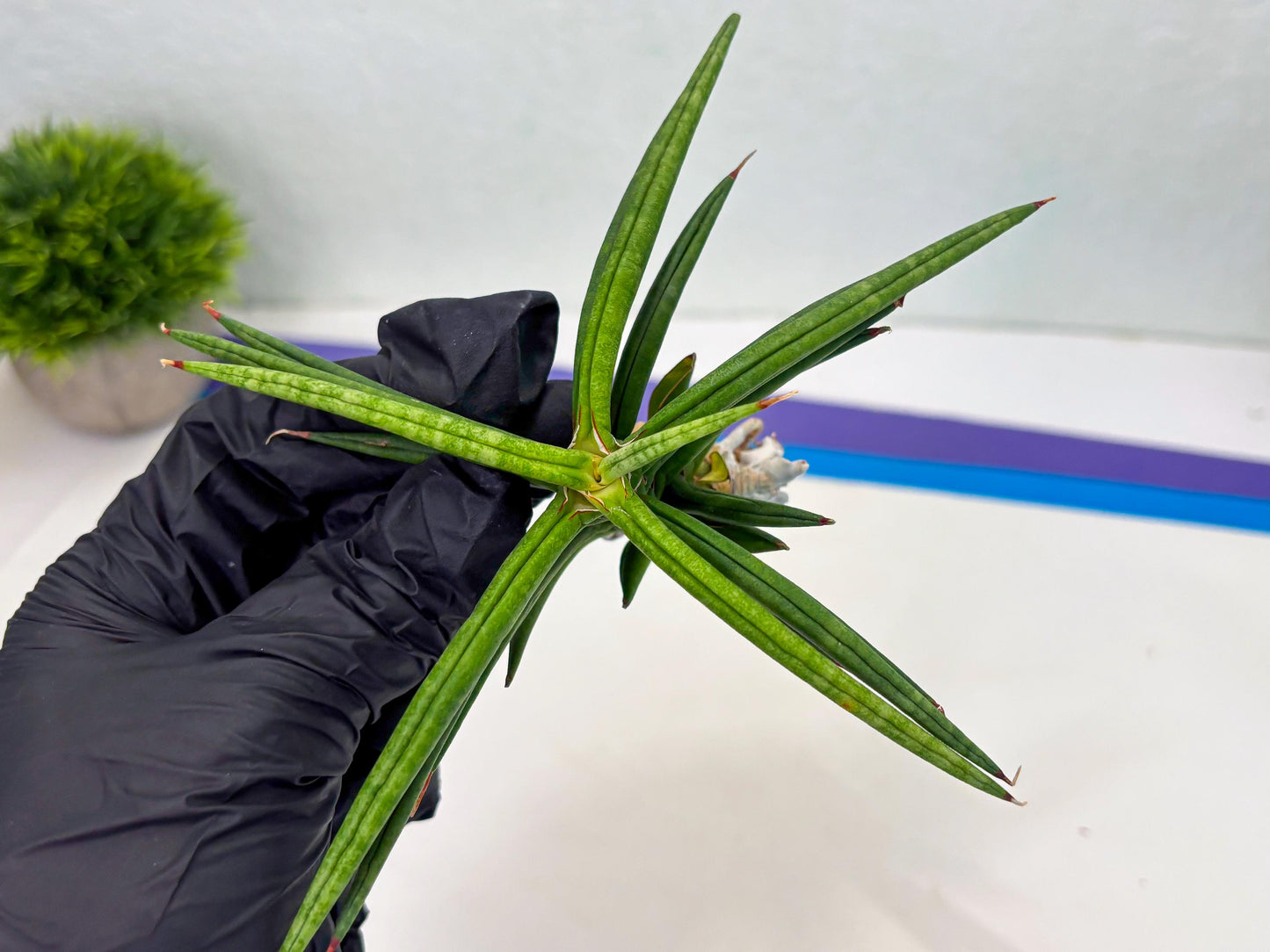 Sansevieria Black Bison (1) (cj3) | Rare House Plant