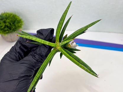 Sansevieria Black Bison (1) (cj3) | Rare House Plant