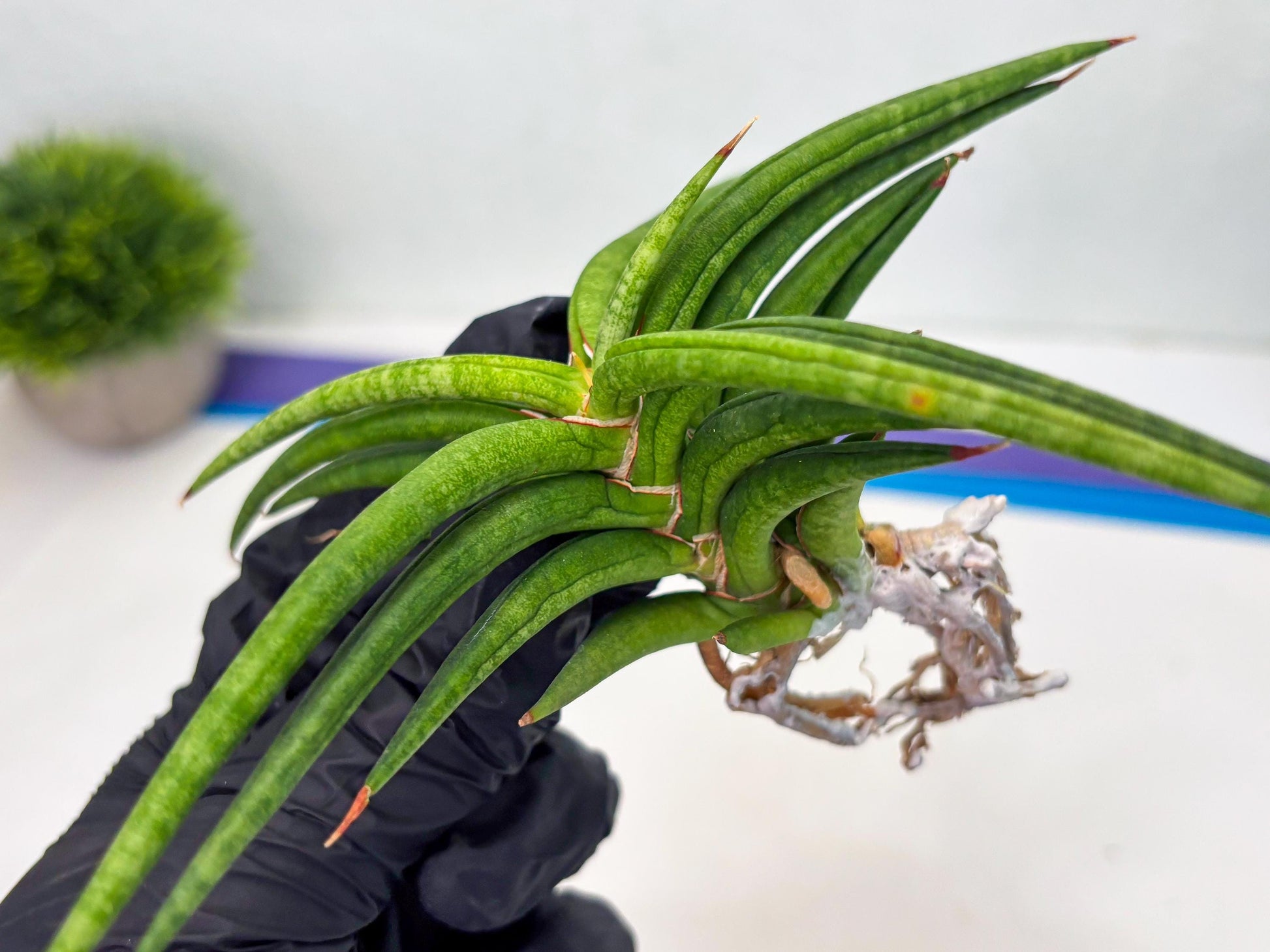 Sansevieria Black Bison (1) (cj3) | Rare House Plant