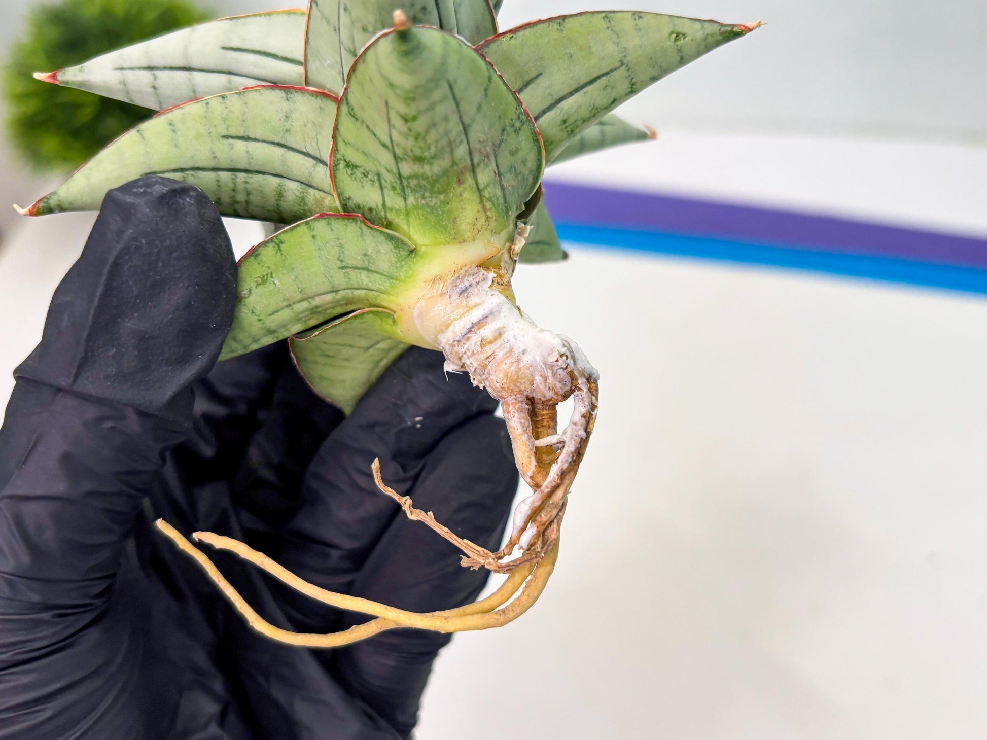 Sansevieria Ice Thorn (cj3) (2) | Rare Import