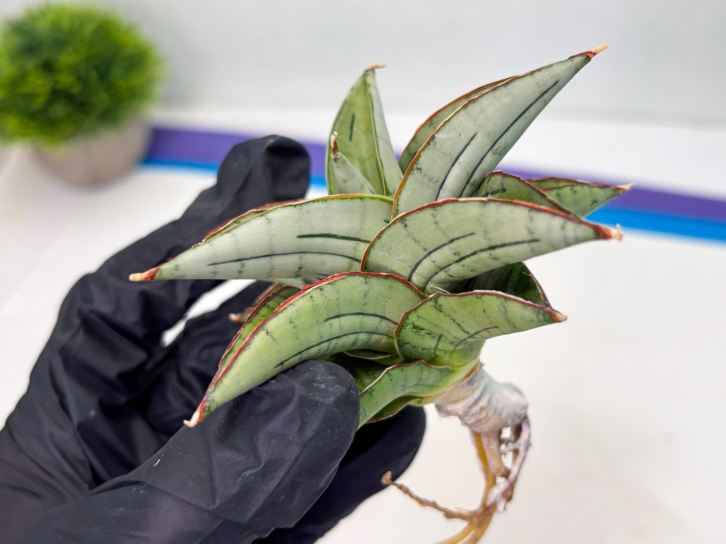 Sansevieria Ice Thorn (cj3) (2) | Rare Import