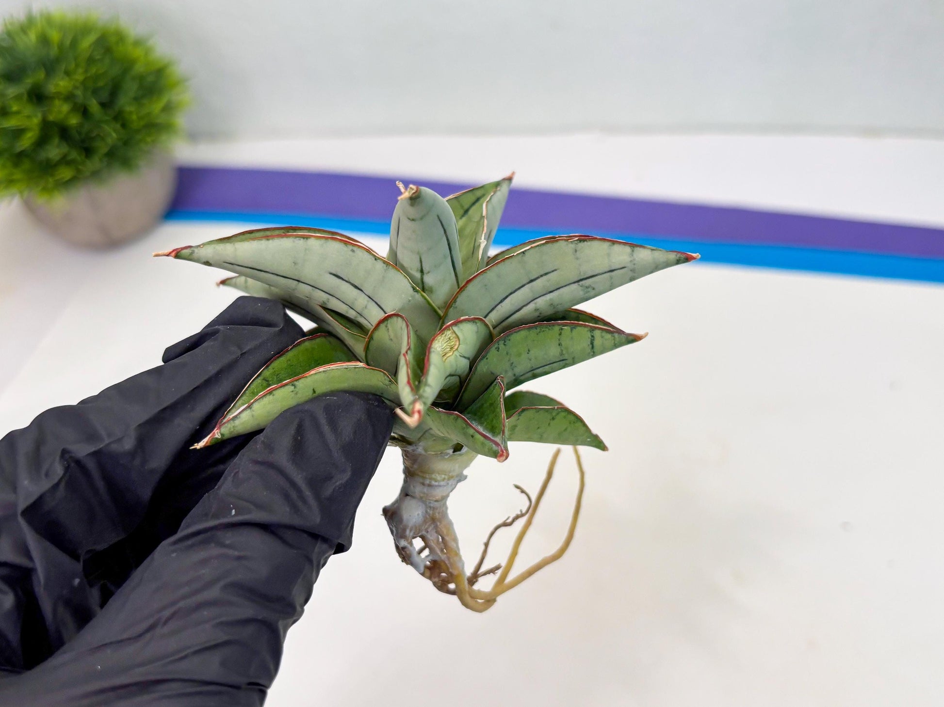 Sansevieria Ice Thorn (cj3) (2) | Rare Import