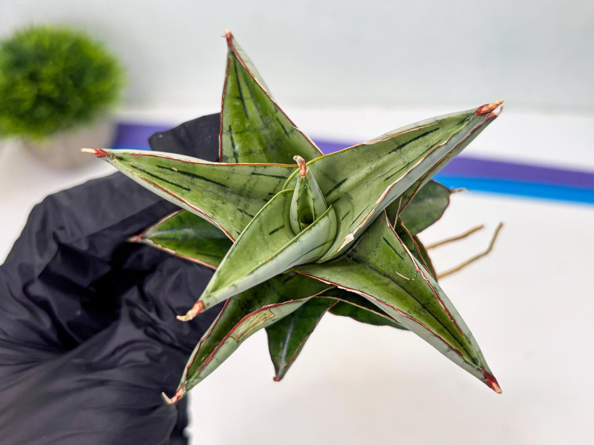 Sansevieria Ice Thorn (cj3) (2) | Rare Import