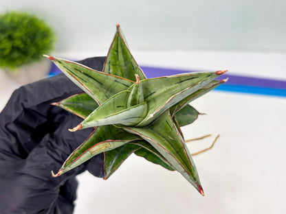 Sansevieria Ice Thorn (cj3) (2) | Rare Import