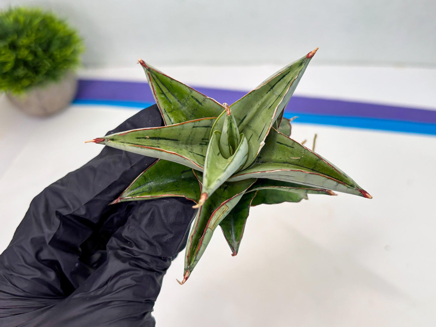 Sansevieria Ice Thorn (cj3) (2) | Rare Import