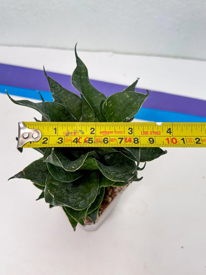 Sansevieria Black Phoenix (cj3) (10) | New Imported Hybrids