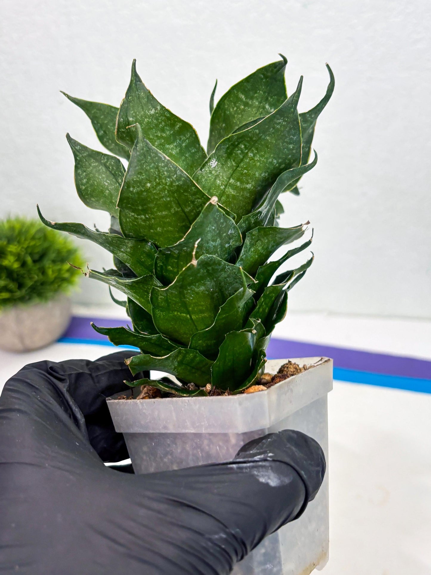 Sansevieria Black Phoenix (cj3) (10) | New Imported Hybrids