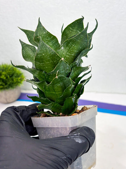 Sansevieria Black Phoenix (cj3) (10) | New Imported Hybrids