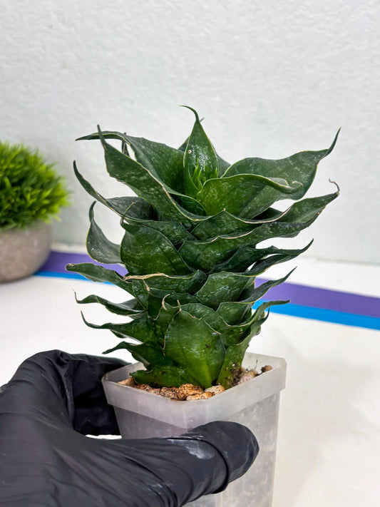 Sansevieria Black Phoenix (cj3) (10) | New Imported Hybrids