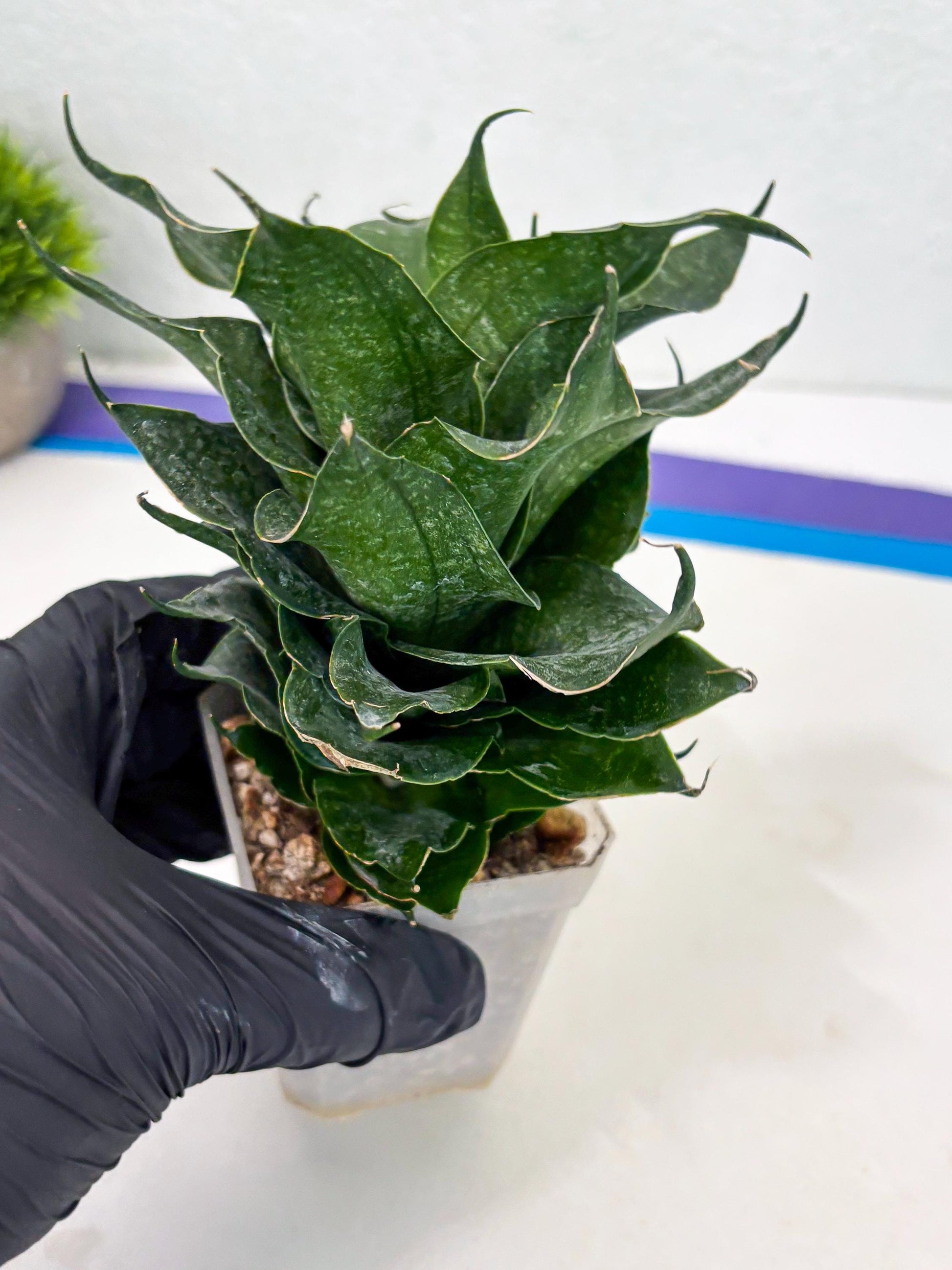 Sansevieria Black Phoenix (cj3) (10) | New Imported Hybrids