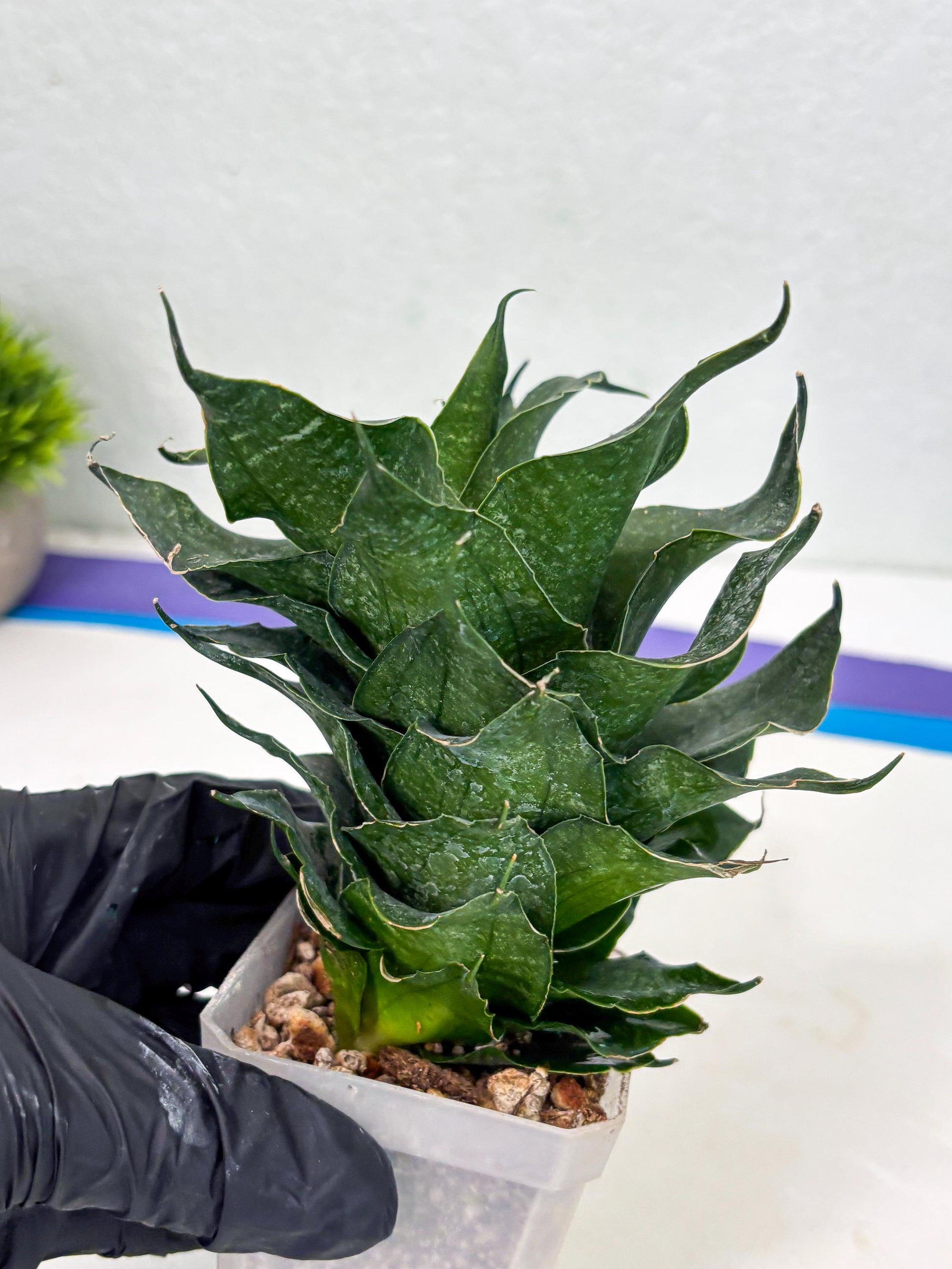 Sansevieria Black Phoenix (cj3) (10) | New Imported Hybrids