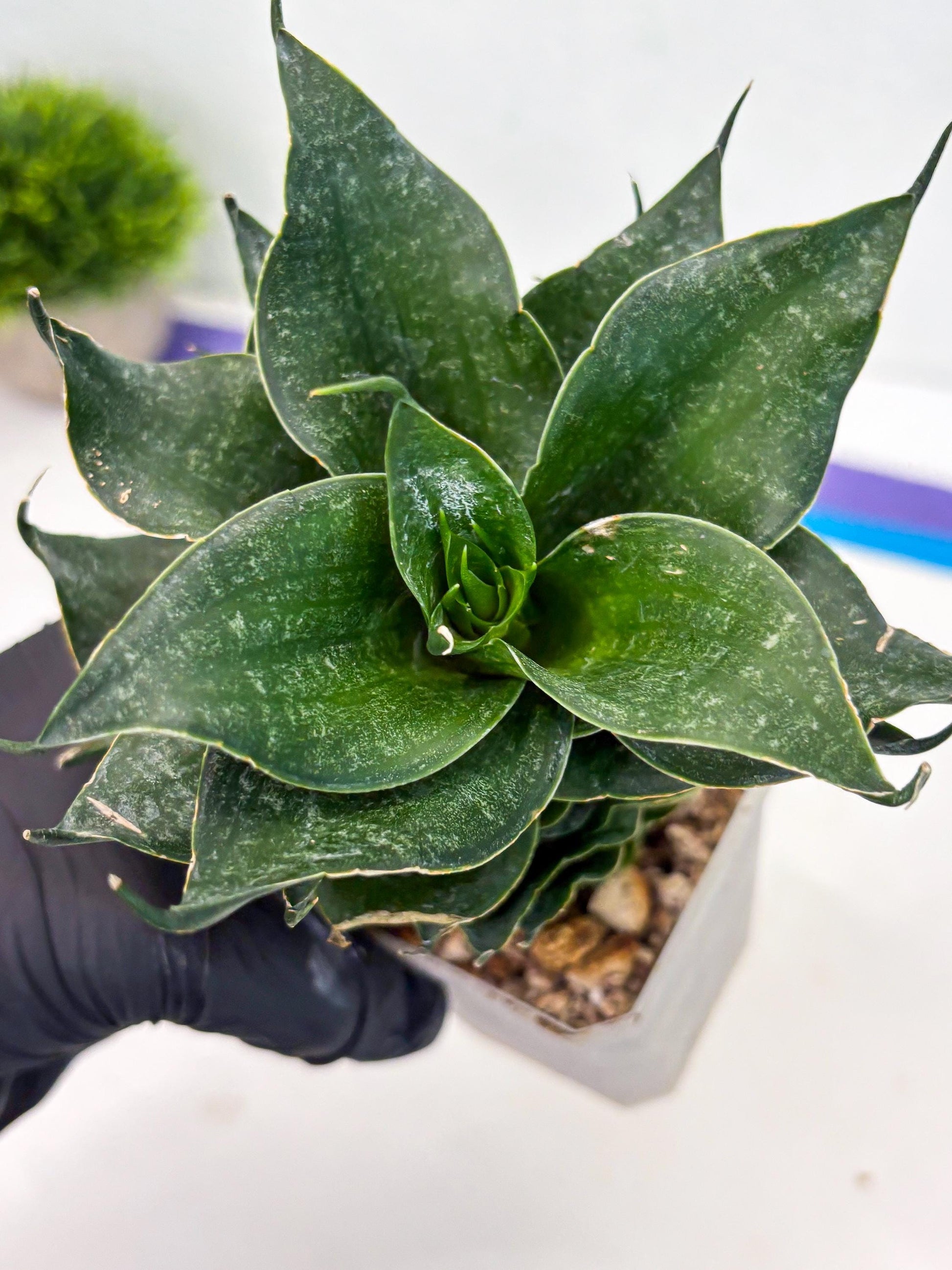 Sansevieria Black Phoenix (cj3) (10) | New Imported Hybrids