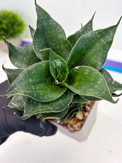 Sansevieria Black Phoenix (cj3) (10) | New Imported Hybrids
