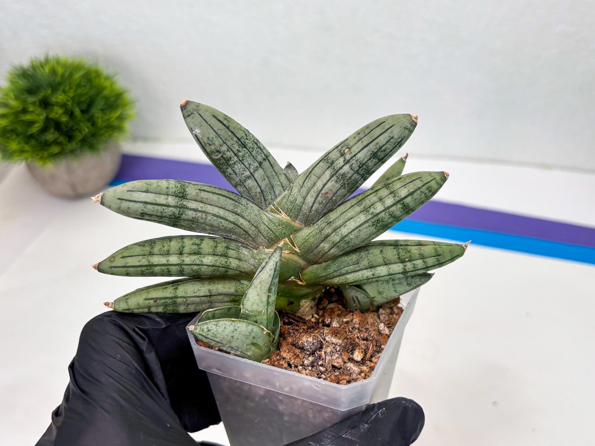 Sansevieria Melon (cj3) (12) | Rare Hybrids