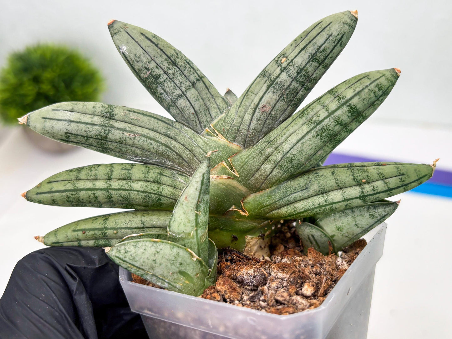 Sansevieria Melon (cj3) (12) | Rare Hybrids