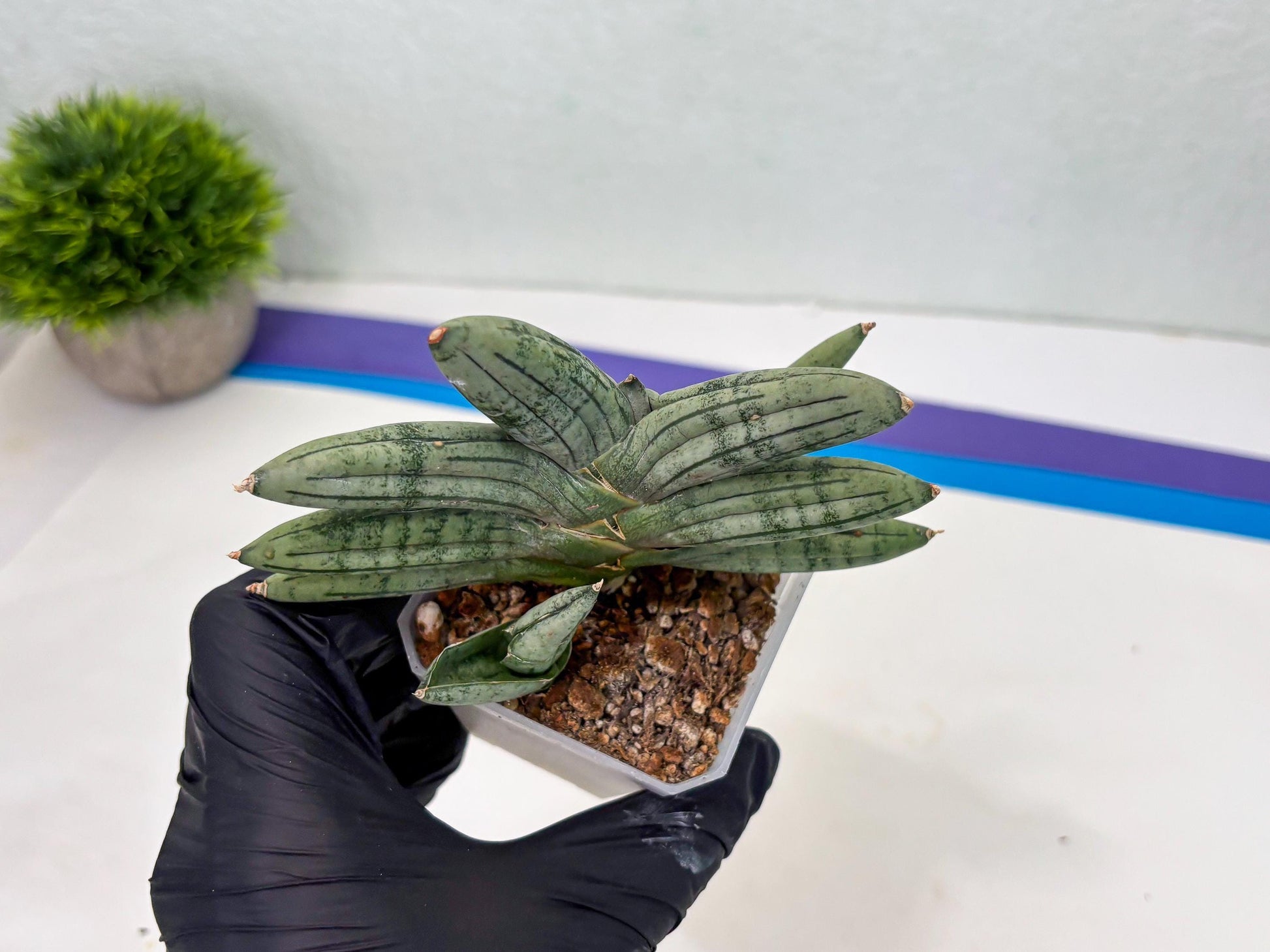 Sansevieria Melon (cj3) (12) | Rare Hybrids