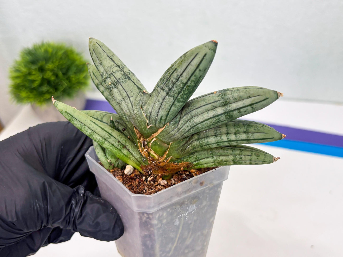 Sansevieria Melon (cj3) (12) | Rare Hybrids