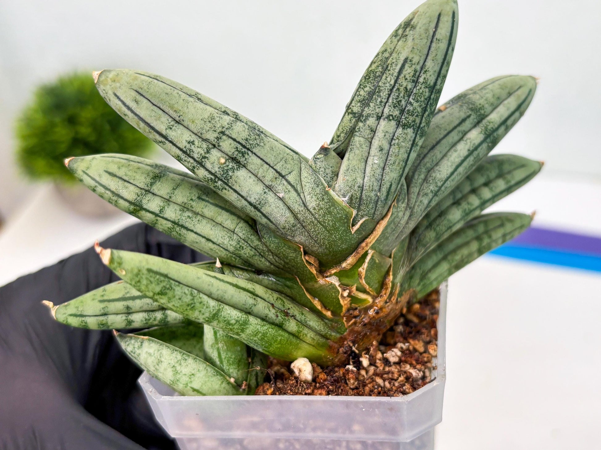 Sansevieria Melon (cj3) (12) | Rare Hybrids