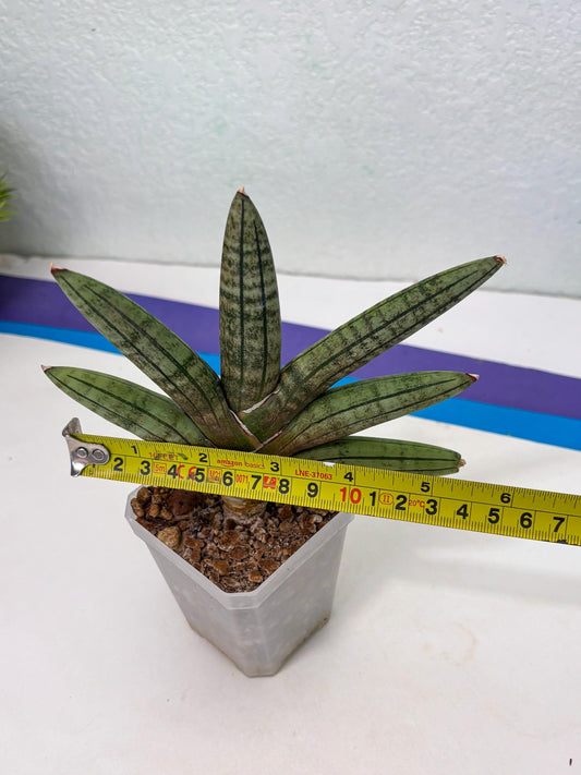 Sansevieria Pink Hand (cj3) (15) | Rare Hybrids