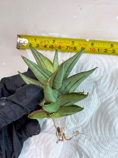 Sansevieria Protron (cj4) (3) | Rare Import