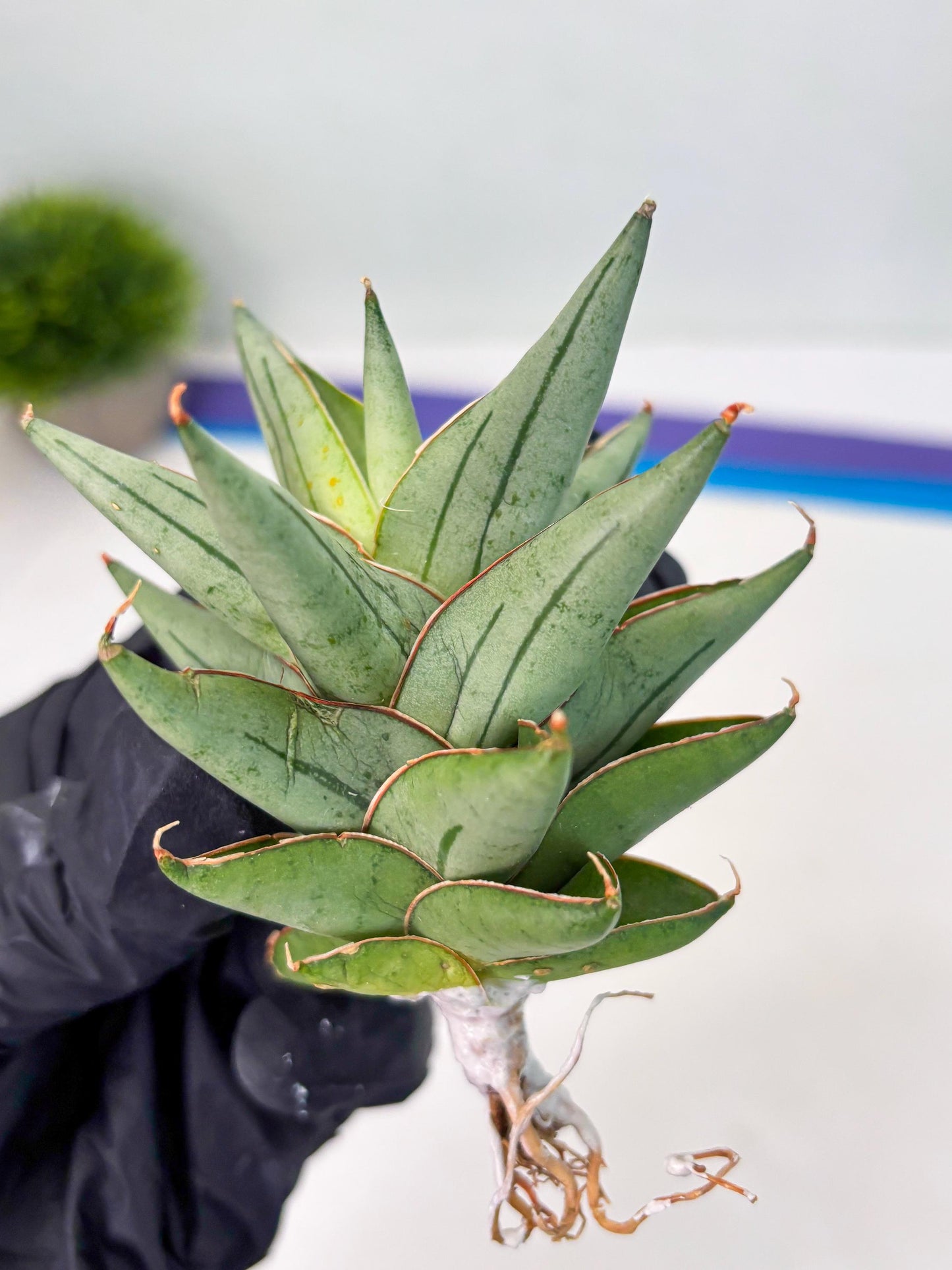 Sansevieria Protron (cj4) (3) | Rare Import