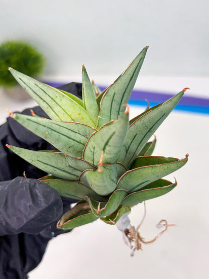 Sansevieria Protron (cj4) (3) | Rare Import