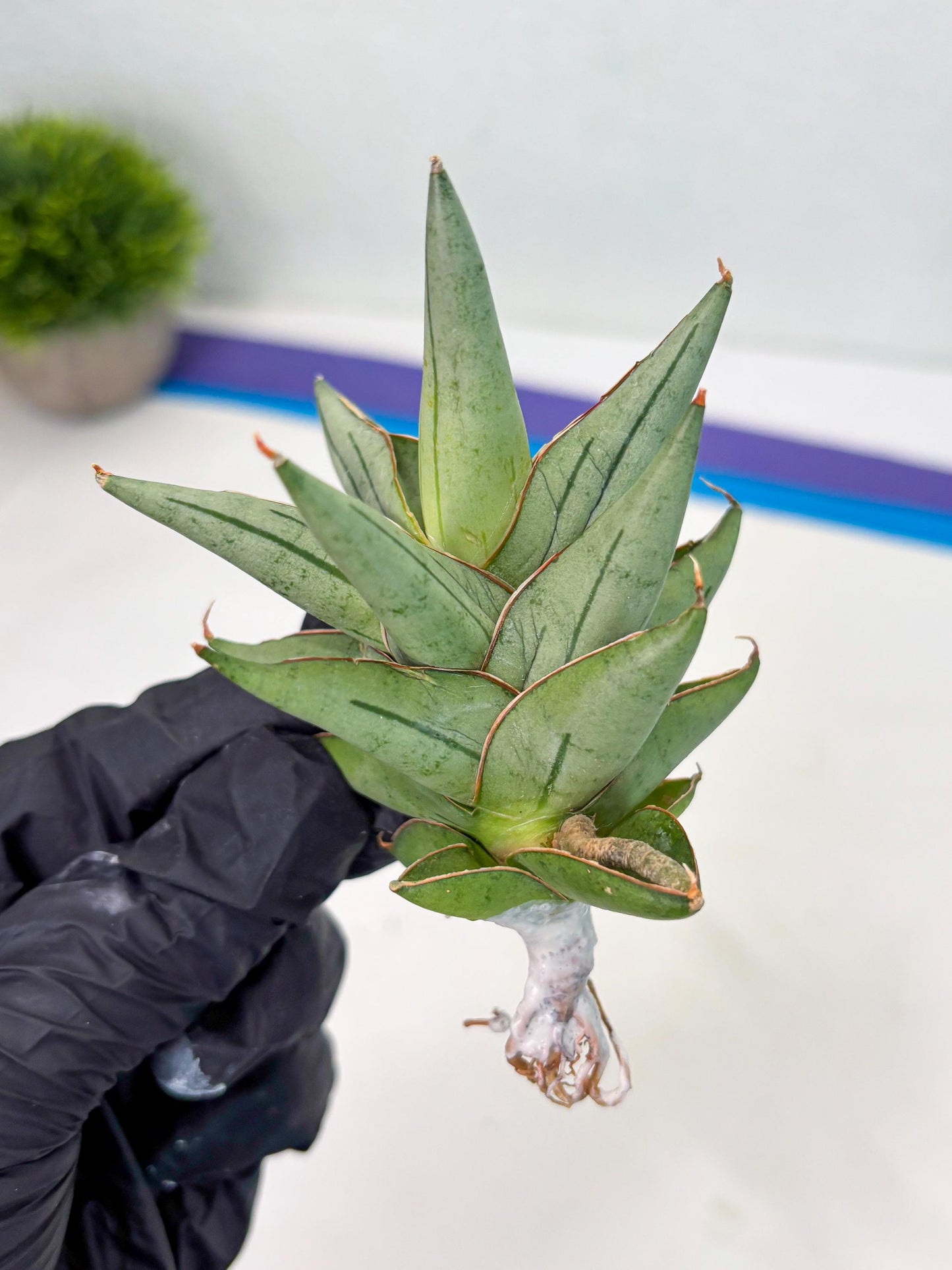 Sansevieria Protron (cj4) (3) | Rare Import