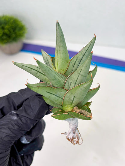 Sansevieria Protron (cj4) (3) | Rare Import