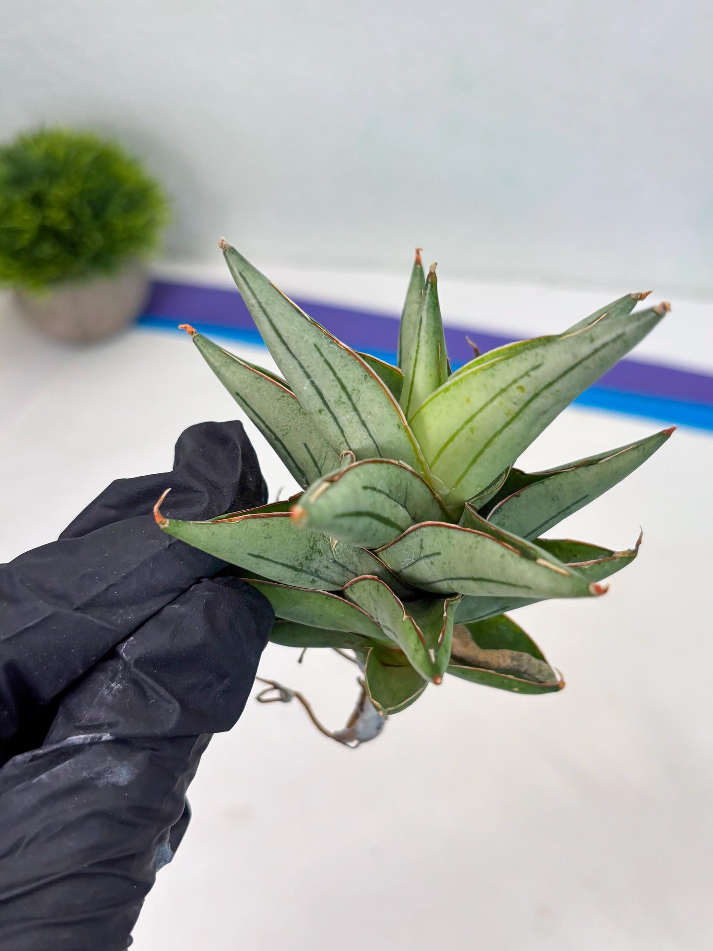 Sansevieria Protron (cj4) (3) | Rare Import