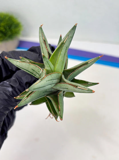 Sansevieria Protron (cj4) (3) | Rare Import