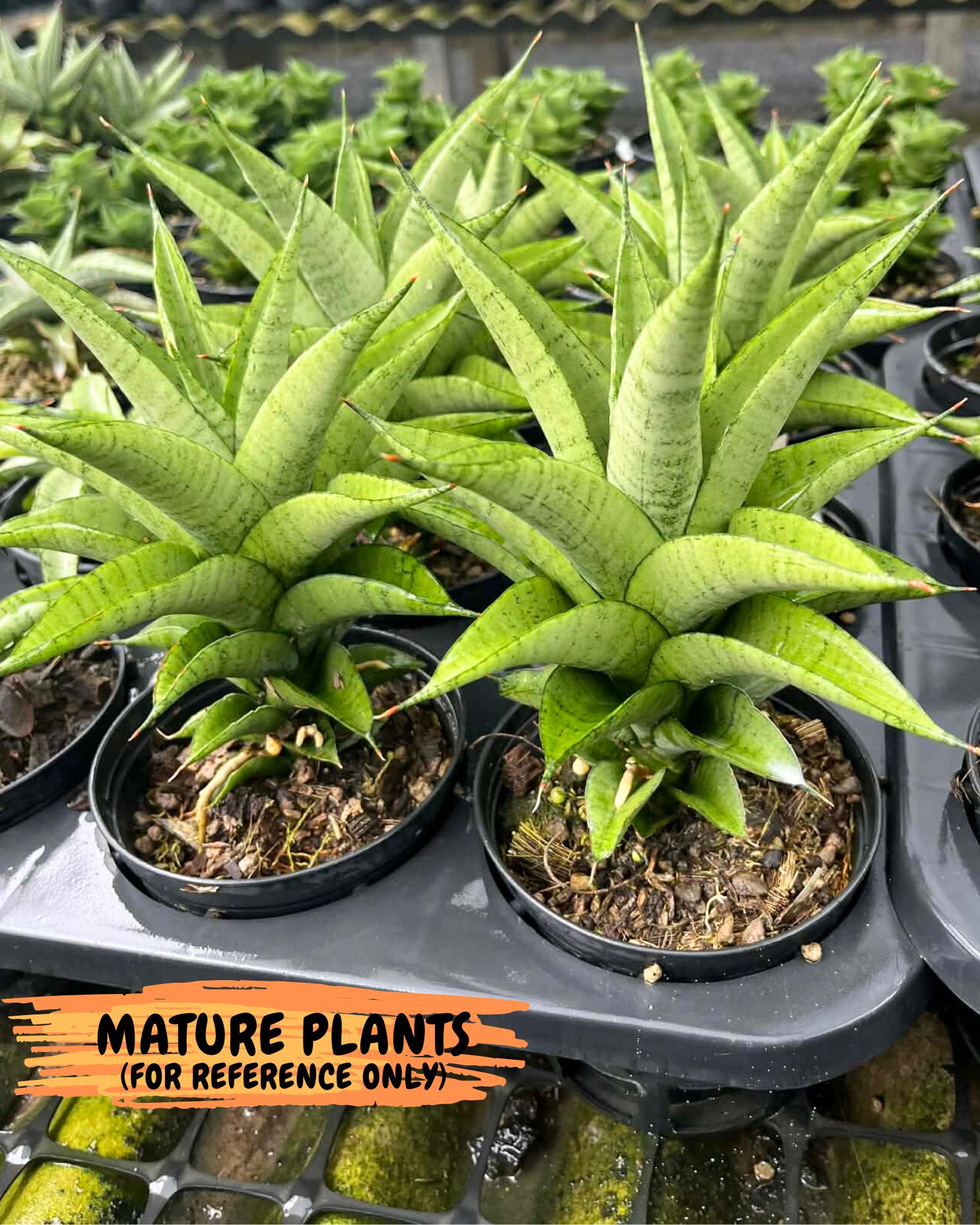 Sansevieria Soursop (yg) (18) | Rare Import