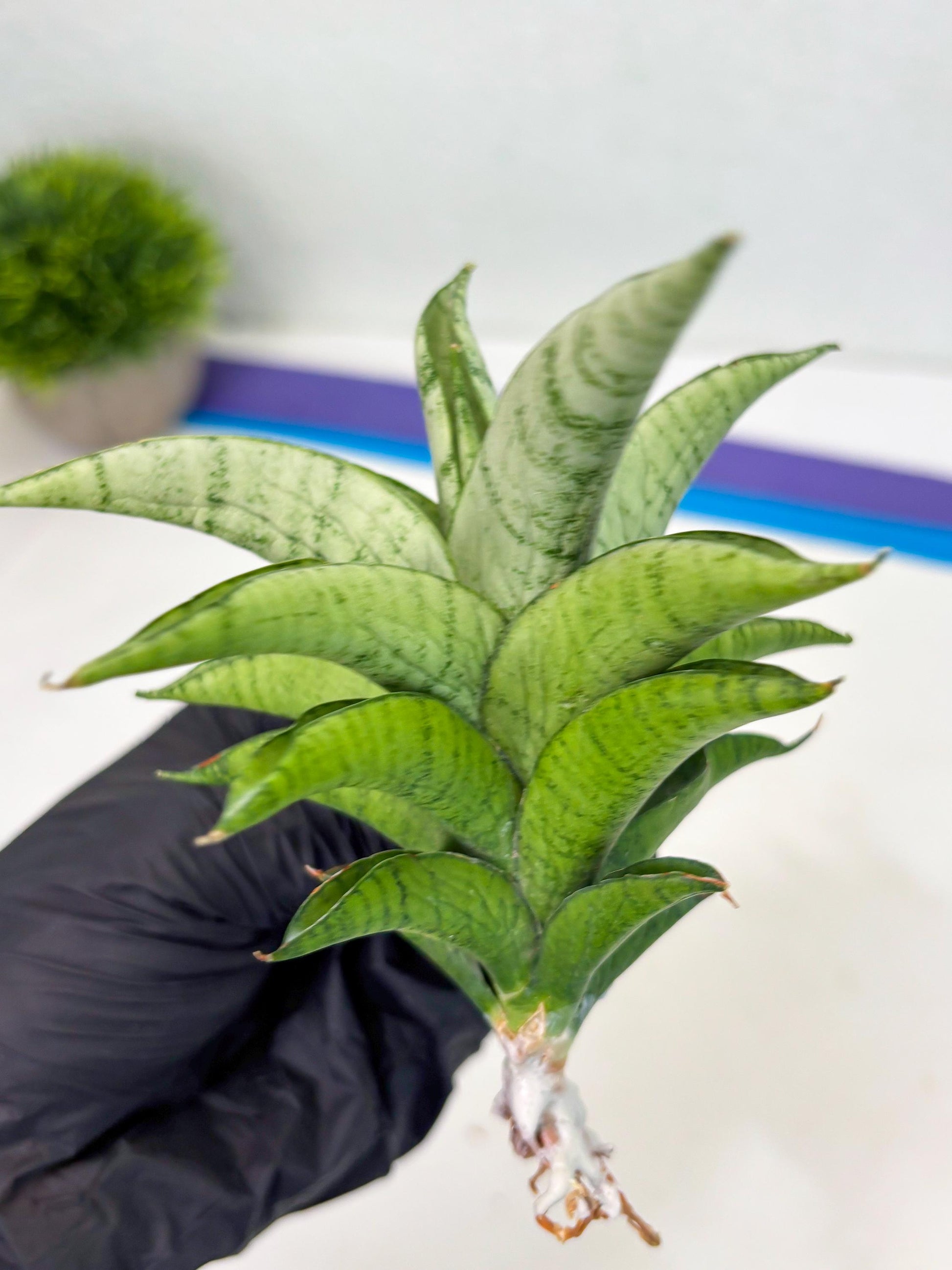 Sansevieria Soursop (cj4) (7) | Rare Import