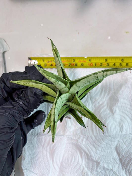 Sansevieria Soursop (cj4) (7) | Rare Import