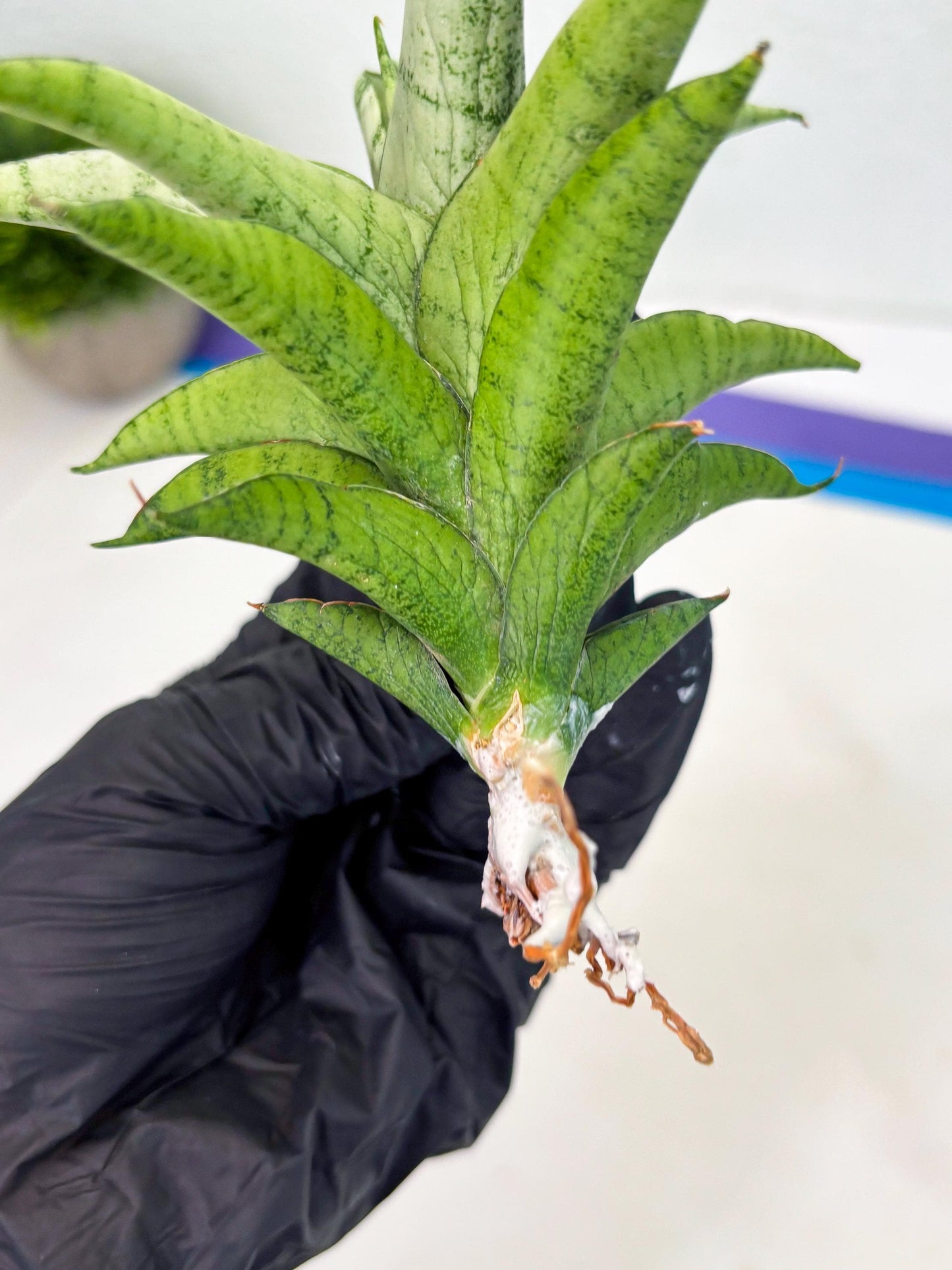 Sansevieria Soursop (cj4) (7) | Rare Import