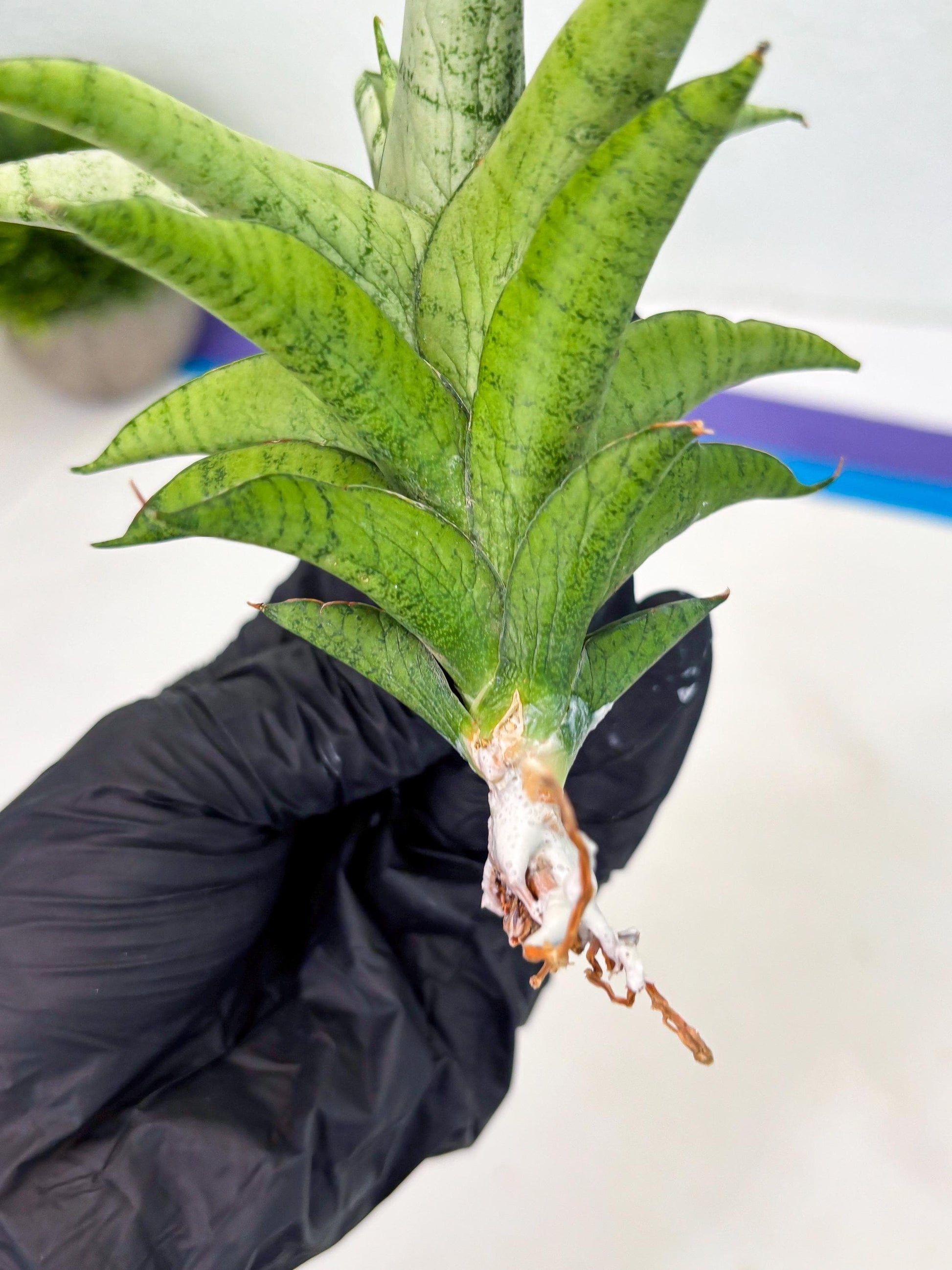 Sansevieria Soursop (cj4) (7) | Rare Import