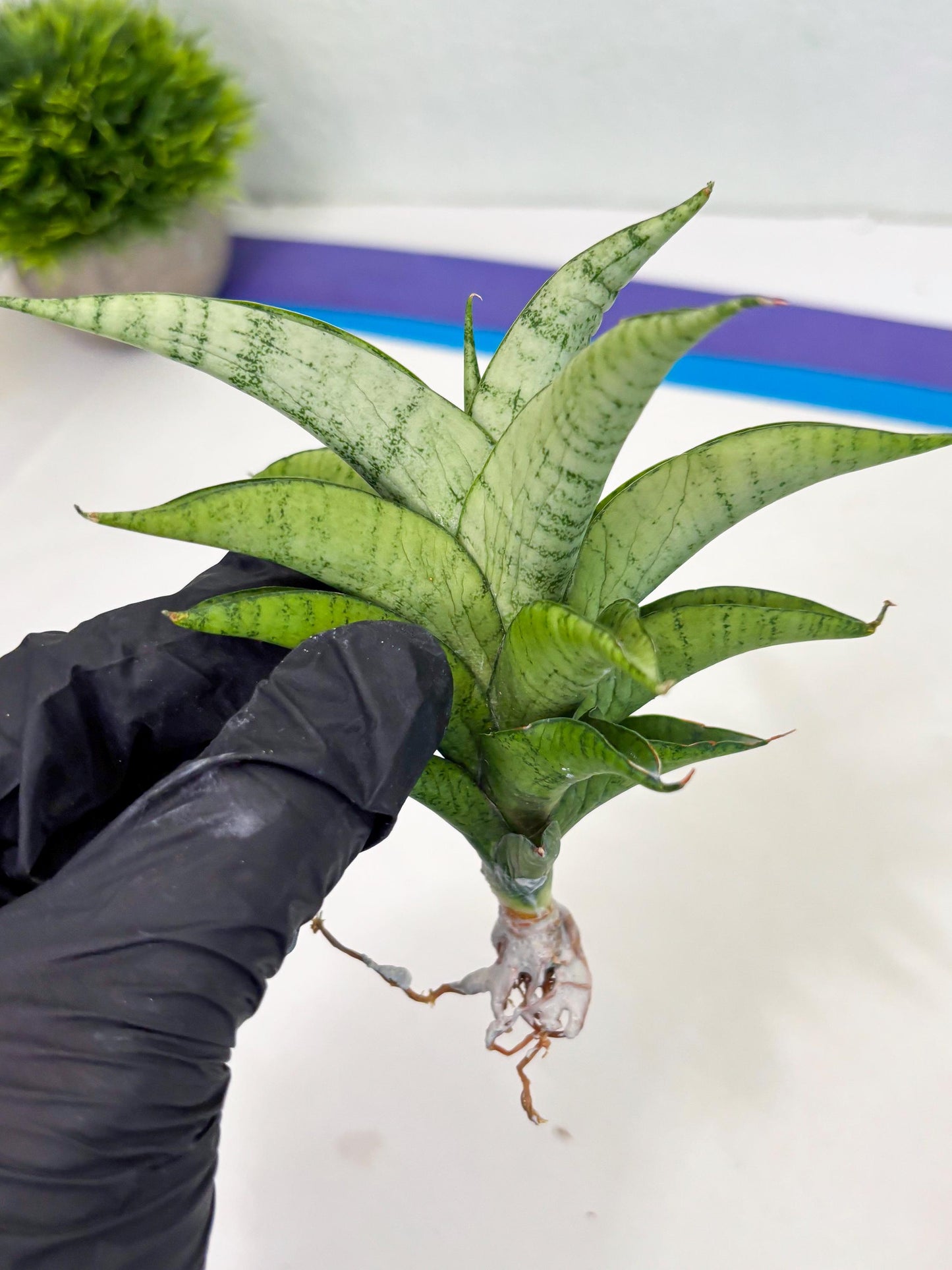 Sansevieria Soursop (cj4) (7) | Rare Import