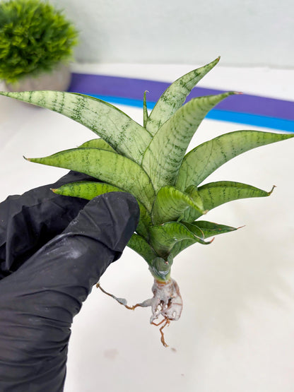 Sansevieria Soursop (cj4) (7) | Rare Import