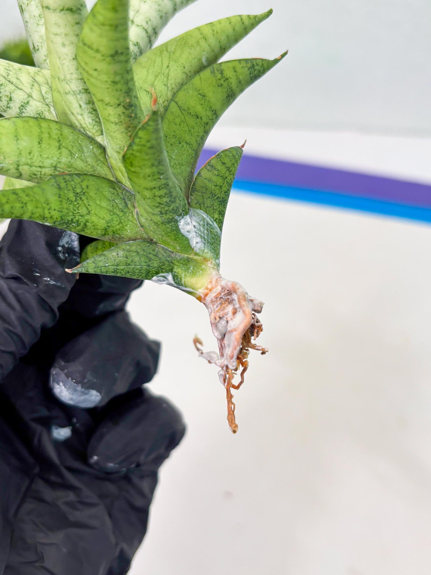 Sansevieria Soursop (cj4) (7) | Rare Import