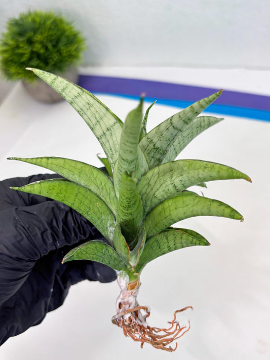 Sansevieria Soursop (cj4) (8) | Rare Import