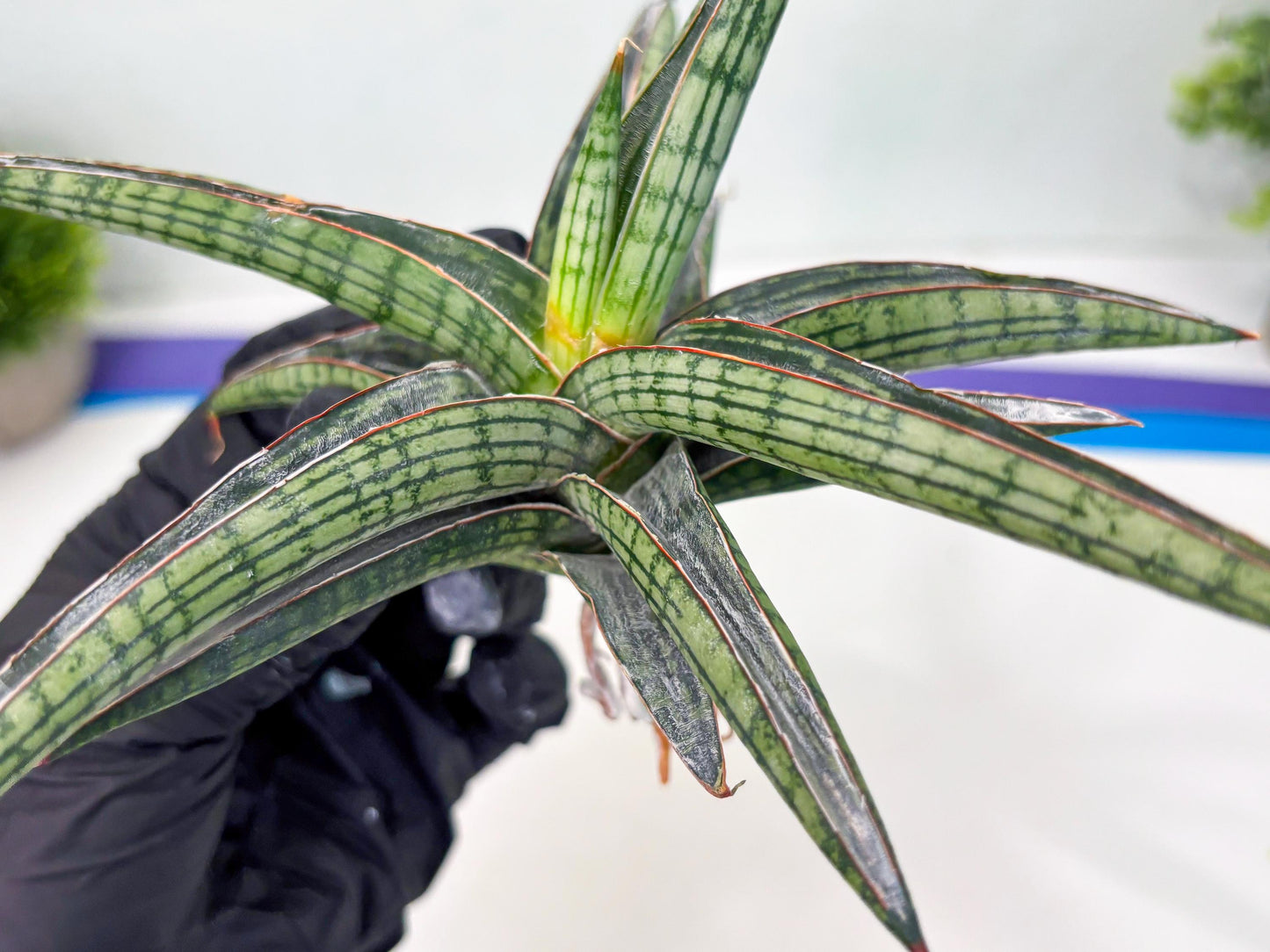 Sansevieria Heise Yusan (cj4) (9) | Rare Import