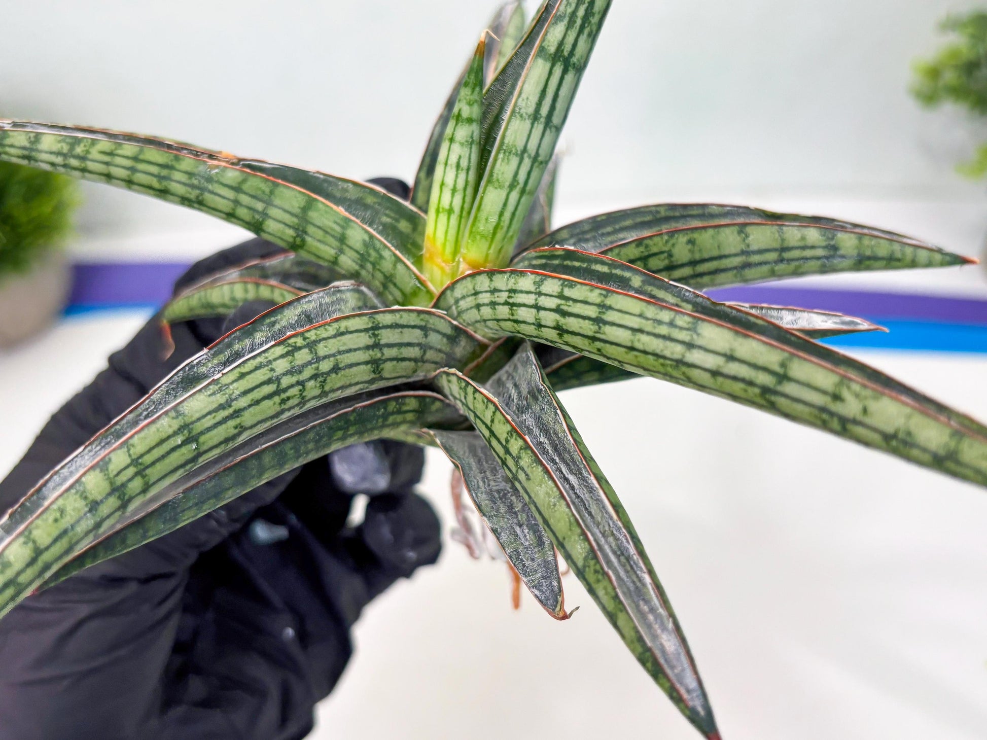 Sansevieria Heise Yusan (cj4) (9) | Rare Import