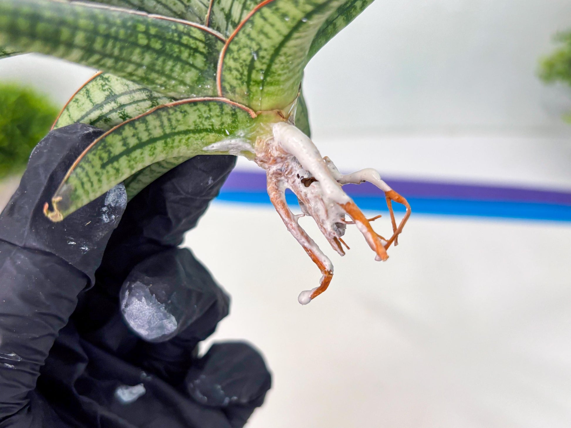 Sansevieria Heise Yusan (cj4) (9) | Rare Import