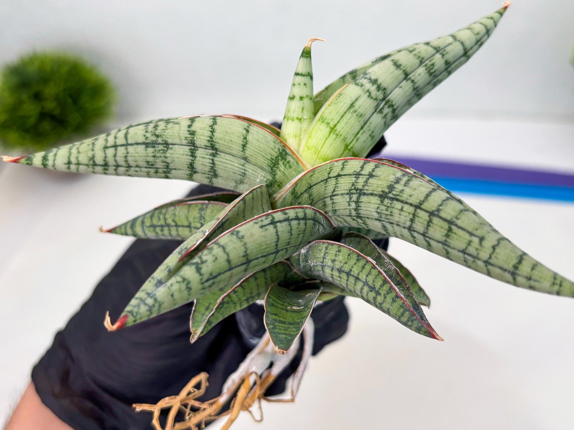 Sansevieria Xiao She (cj4) (13) | Rare Import