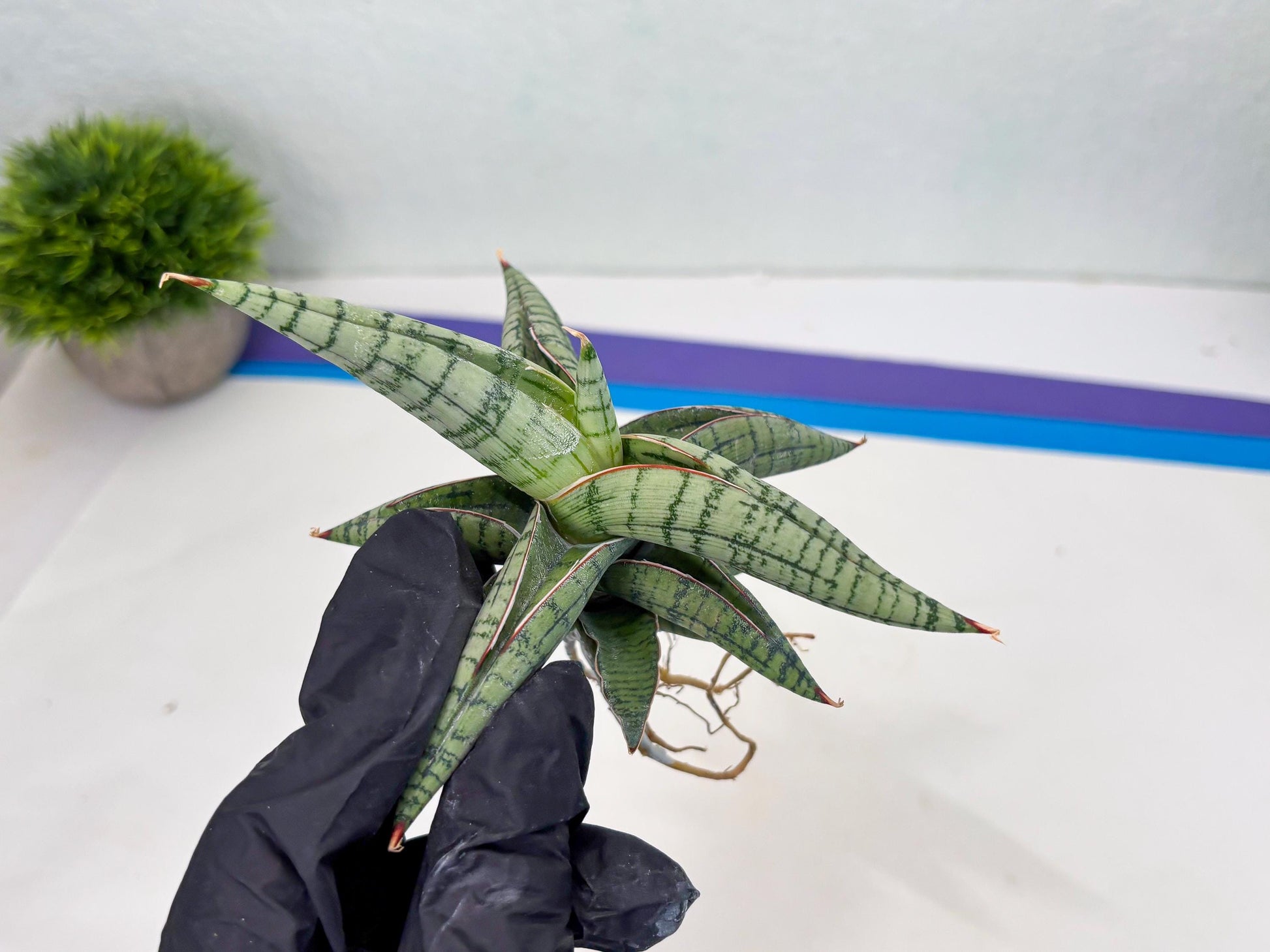 Sansevieria Xiao She (cj4) (13) | Rare Import
