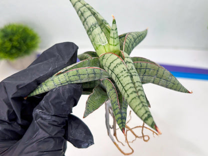 Sansevieria Xiao She (cj4) (13) | Rare Import
