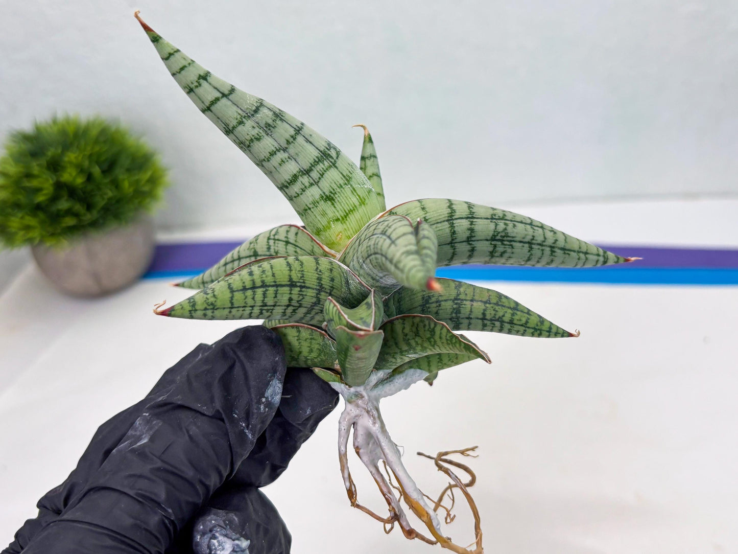 Sansevieria Xiao She (cj4) (13) | Rare Import